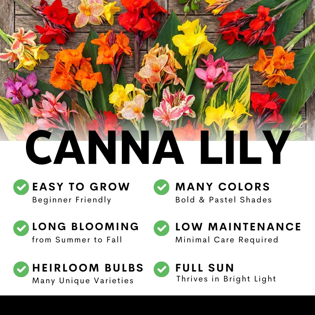3 Black Knight Canna Lily Bulbs for Planting – Deep Red Blooms with Dark Burgundy Foliage – Tall Tropical Summer Flowers – 3 Premium Rhizomes