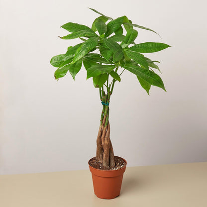 Money Tree 'Guiana Chestnut' Pachira Braid | Live Plant for Indoor & Outdoor | for Living Room, Office, Bathroom | (4" Pot)