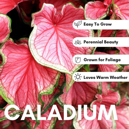 2 Heart's A'Fire Caladium Bulbs for Planting - Beautiful Spotted Leafs Stand Out - Perennial Hosta, Elephant Ears, Fancy