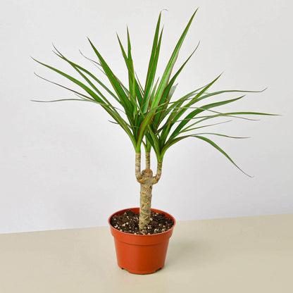 Dracaena Marginata Cane | Live Plant for Indoor & Outdoor | for Living Room, Office, Bathroom | (4" Pot)
