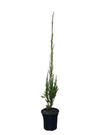 Skyrocket Juniper | 1 Live 4 Inch Plant | Juniperus Scopulorum | Evergreen Privacy Screen, Fast Growing Landscape Tree, Low Maintenance Garden, Ornamental Foliage, Drought Tolerant Plant