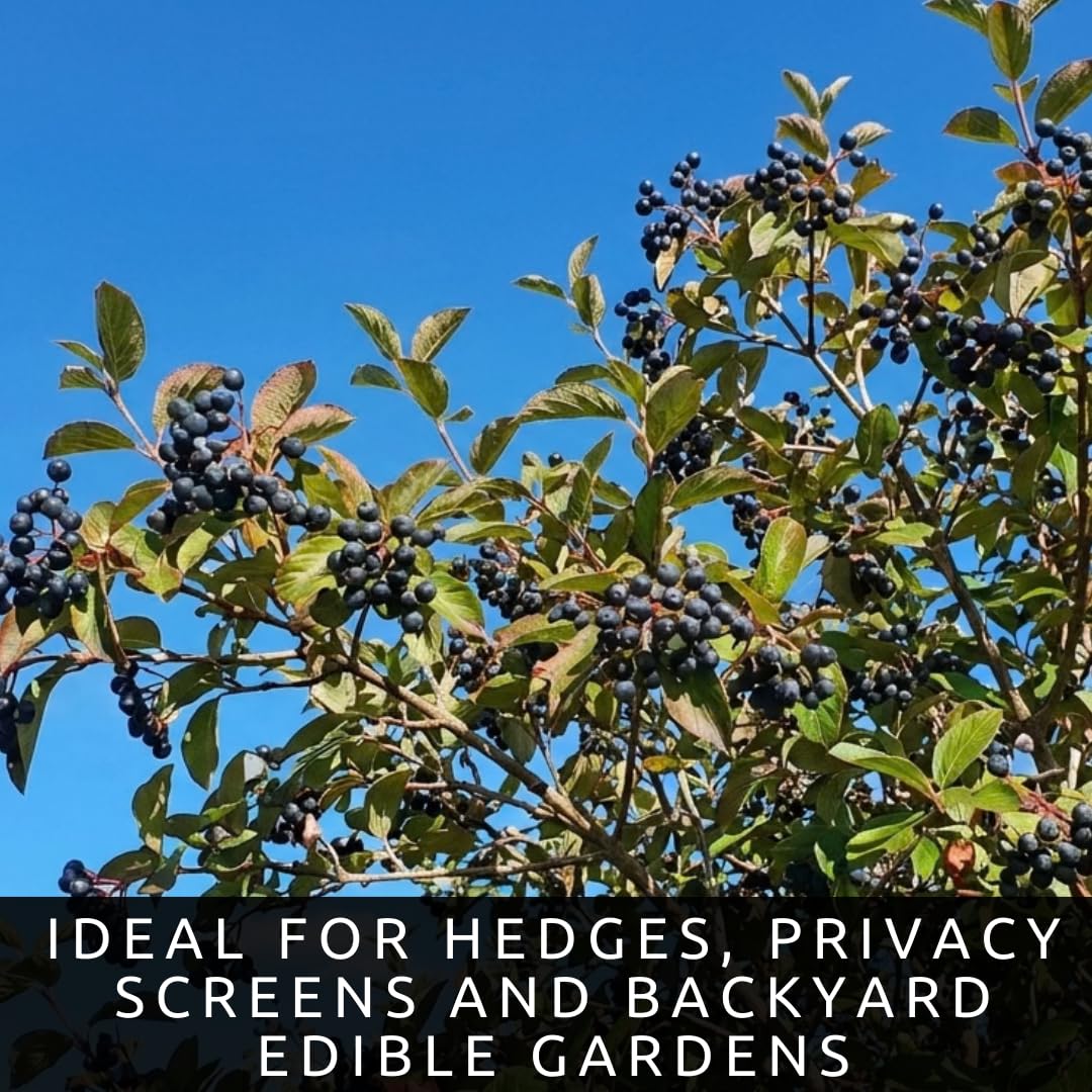 Live Nannyberry Viburnum Plants (Viburnum lentago) – Hardy Native Berry Shrubs – Wildlife Friendly Landscape Plant – Edible Fruit & Pollinator Friendly – Outdoor Garden Shrub (3 Plants)