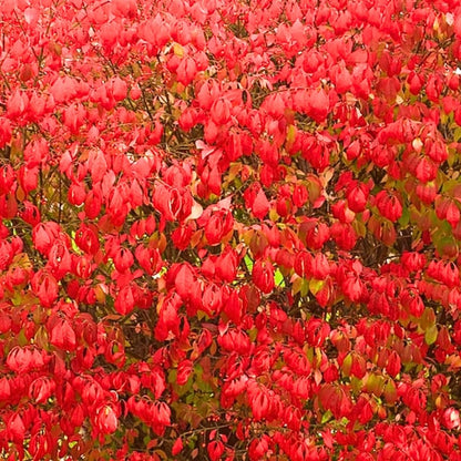 Red Burning Bush Shrub Live Plant, Dwarf Burning Bush Plant in Quart Pot, 6 to 10 Inches Height, Hardy Ornamental Shrubs for Outdoor Planting