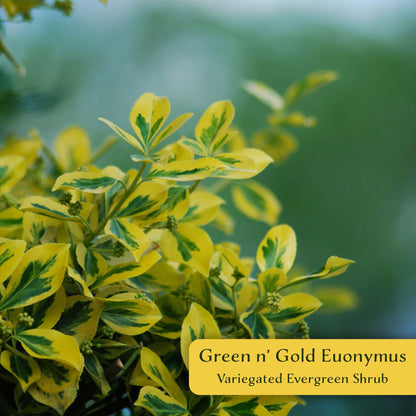 6 Green ‘n’ Gold Euonymus – Variegated Evergreen Shrub for Groundcover, Borders & Low Hedges (Euonymus fortunei ‘Emerald ‘n’ Gold’) in 3.5″ Cubes, Live Plants