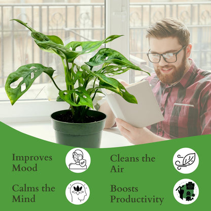 Monstera Adansonii Swiss Cheese Plant Live in 4Inch Pot - Split Leaf Fenestrated Live Indoor Houseplants for Home Office Wedding Decorations & Birthday Gift (Heat Pack Included)