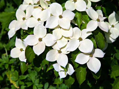 Kousa Dogwood Tree - 12-24" Tall Live Plant - White Ornamental Japanese Flowering Tree - Cornus kousa