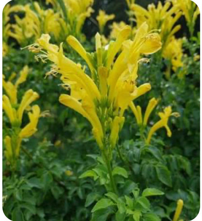 Live Plant - Cape Town Yellow Tecomariasmall Rooted Starter Planthummingbird Heaven