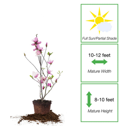 Perfect Plants Jane Magnolia Live Plant, 1 Gallon, Includes Care Guide