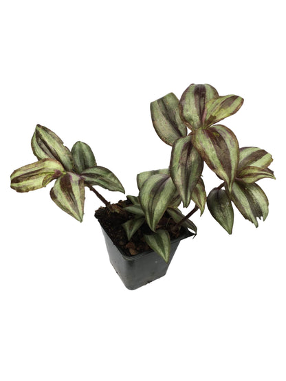 Purple Wandering Jew Plants in 4 Inch Pots (2) Please DO NOT Order in Severe Weather Conditions, These Plants DO NOT Ship Well in Extreme Heat and Cold