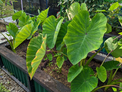 15 Green Dwarf Taro Elephant Ear Water Lily Pond Water Plant Bulbs by Greenhouse PCA