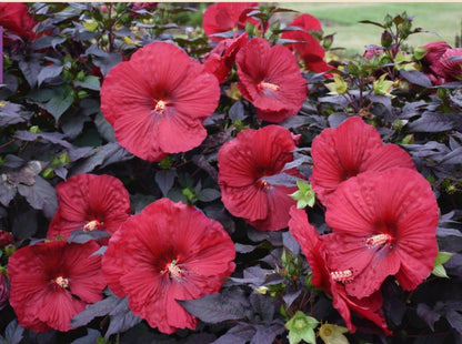 Live Plant - Mimi Hibiscus Moscheutos-Small Rooted Starter Plant-Huge 6-8”Blooms