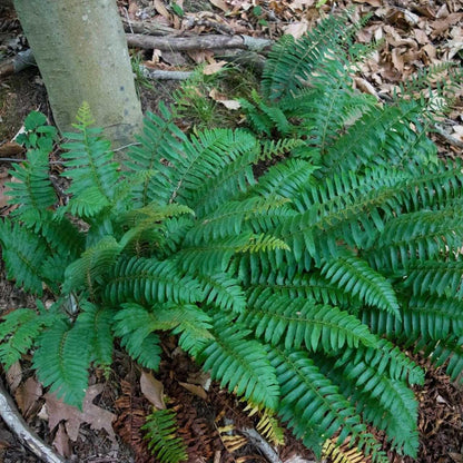 Live Plant - 5 Christmas Fern Rhizomes/Roots, Christmas Dagger - (Polystichum acrostichoides)
