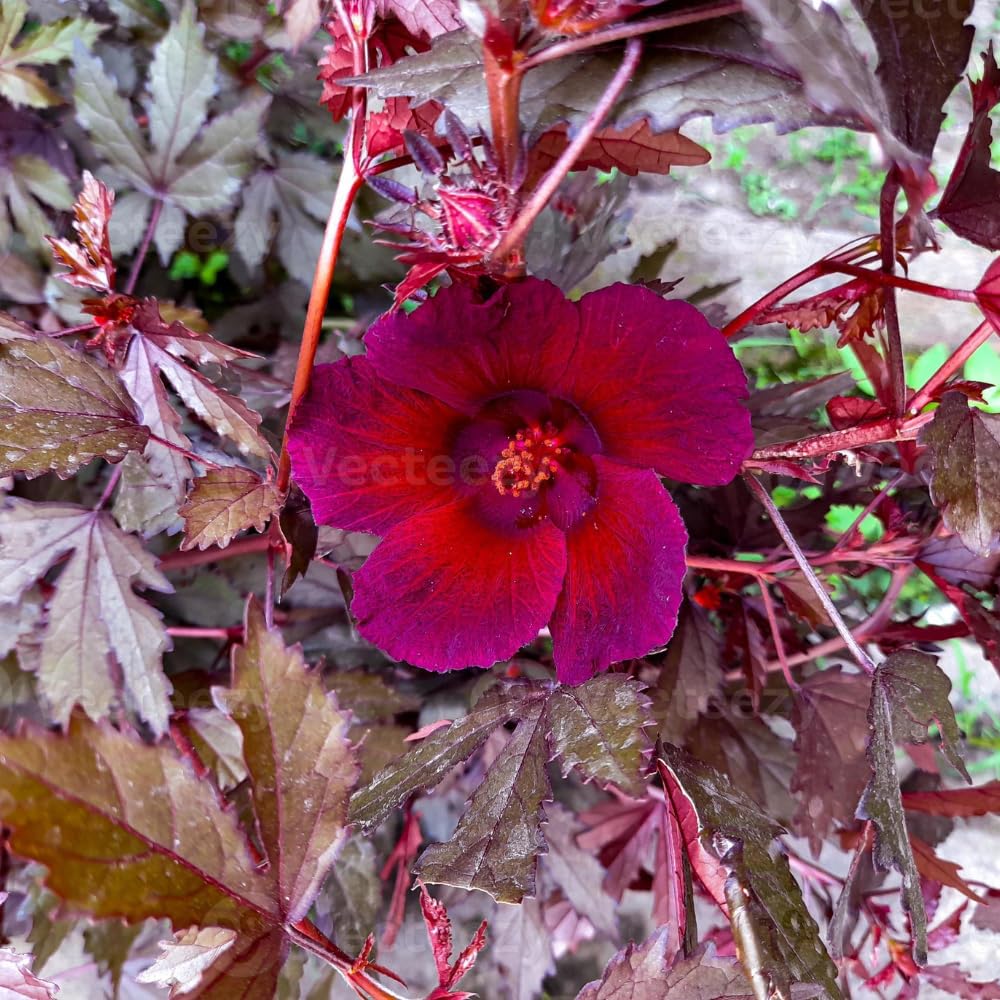 2 Cranberry Hibiscus Plants Live, 4-7 Inches Tall, Edible Foliage Plant, Red Burgundy Hibiscus Flowers