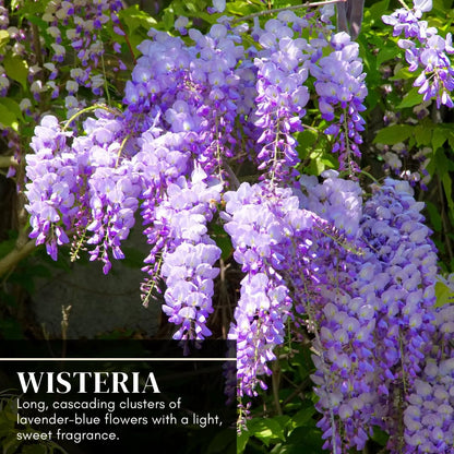Purple Wisteria Tree Seedling – 1-Year-Old Well-Rooted Blooming Vine Plant – Fast-Growing Climbing Tree for Trellises, Pergolas, or Garden Landscaping