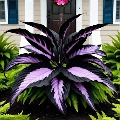 OJHJXUG Alocasia Elephant Ear/Low Maintenance Colorful Foliage/Indoor Outdoor Garden Mixed Borders Display (10)