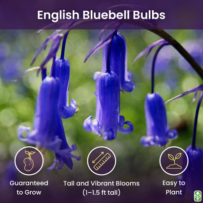 10 English Bluebell Bulbs - Hyacinthoides Non-scripta, Classic Woodland Spring Flowers, Ideal for Naturalizing and Shade Gardens, Woodland Planting. in England, These Make a Glorius Sight