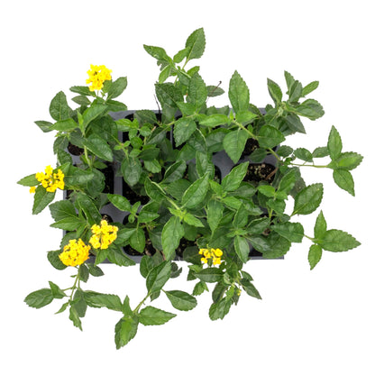 12 New Gold Lantana – Golden Yellow Flowering Shrub for Borders, Containers, & Pollinator Gardens (Lantana Camara ‘New Gold’) in 2.5″ Cubes, Live Plants