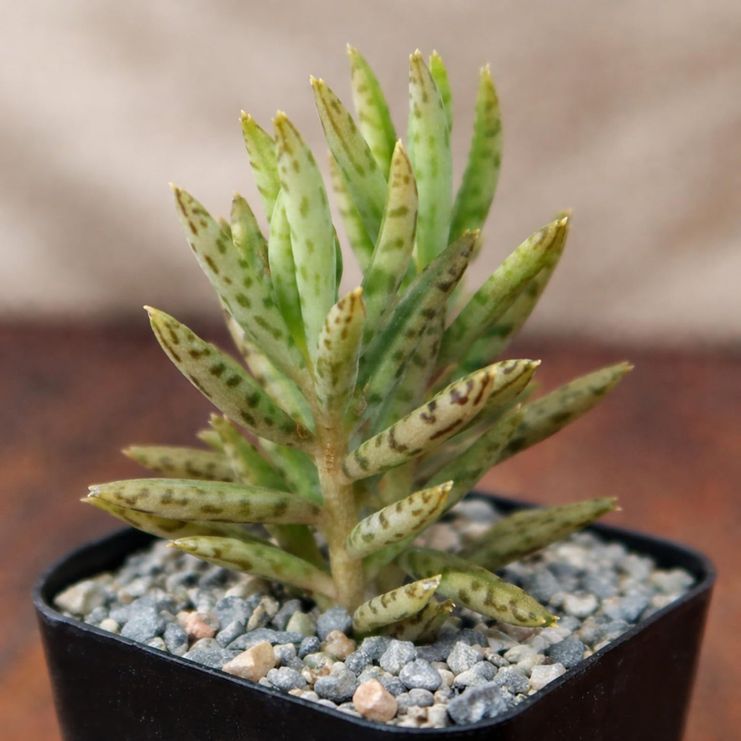 2 Mother of Millions Starter Plants – Live Succulent Plants in 2 Inch Starter Pots – Rare Colorful Kalanchoe, Easy-Care Houseplant (2 Plants)