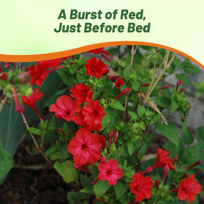 Outsidepride Red Four O'clock Flower Seeds - 1 lb Perennial Fragrant, Trumpet-Shaped Blooms, Deer-Proof & Easy to Grow, for Pollinator & Evening Gardens, Containers, Hedges, or Borders