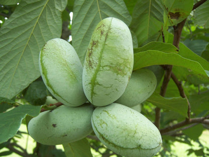 8-16" Tall Asimina triloba Pawpaw Plant, (Poor Man's Banana) 1 Year Old