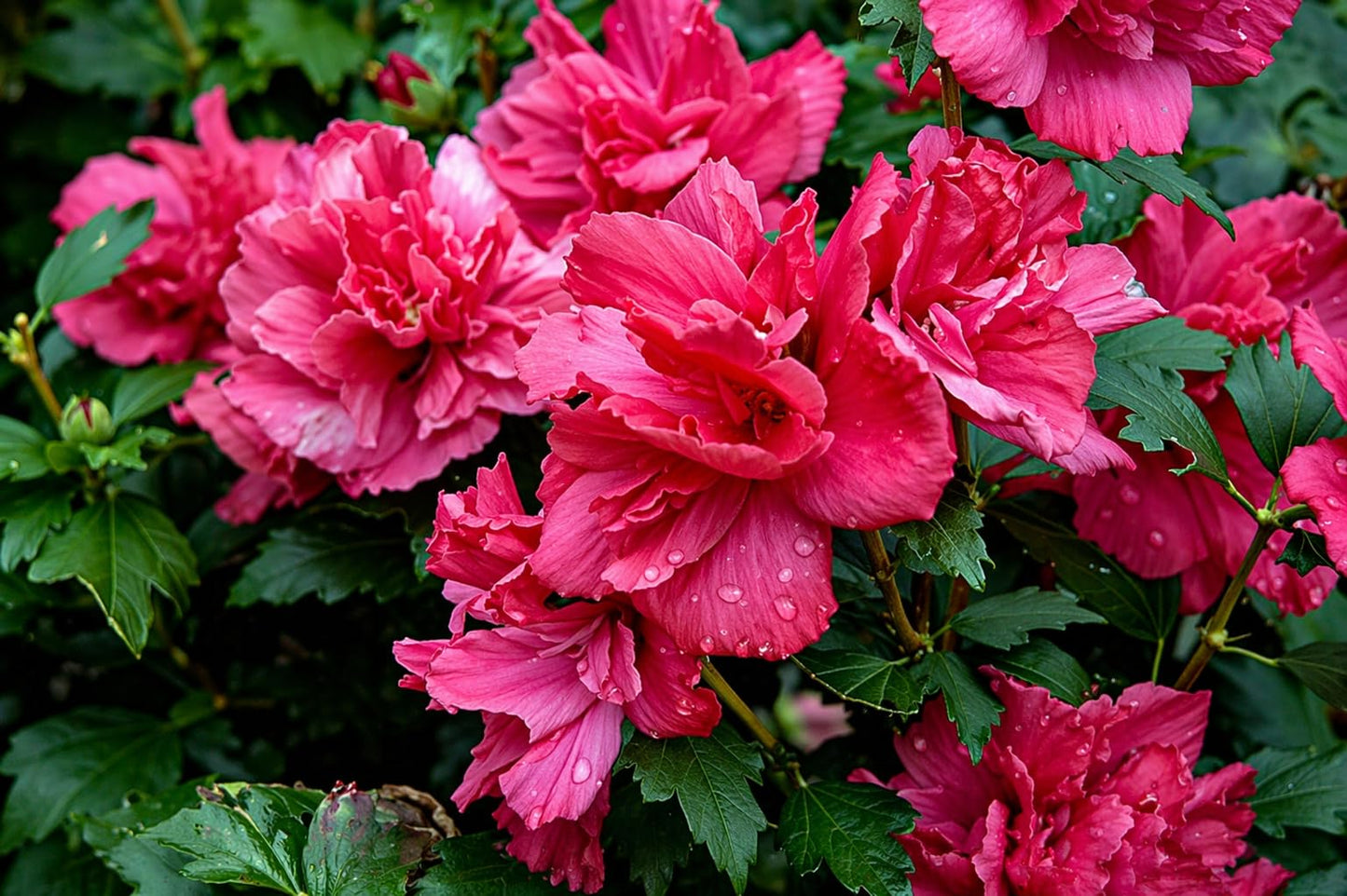 5 Red Lucy Hibiscus Rose of Sharon Trees - 10-18" Tall Live Plants - Althea Flowering Shrubs/Bushes - Hibiscus syriacus 'Lucy' - (5 Pack)