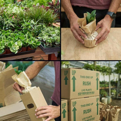 Aloe Vera | Live Plant for Indoor & Outdoor | for Living Room, Office, Bathroom | (6" Pot)