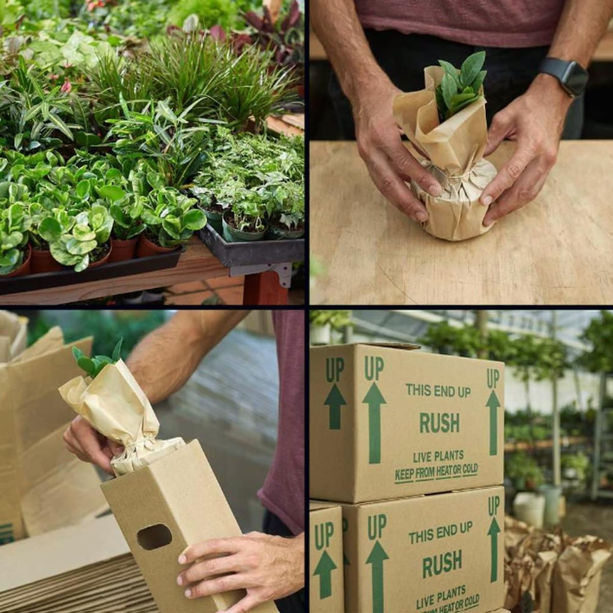 Dracaena 'Warneckii White Jewel' | Live Plant for Indoor & Outdoor | for Living Room, Office, Bathroom | (4" Pot)