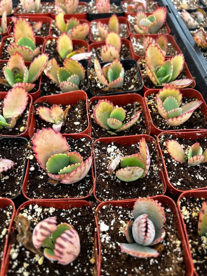 Mothers of Thousands Kalanchoe Live Plant 3 to 5 Inc Tall Starter, Kalanchoe Succulent, in Pot