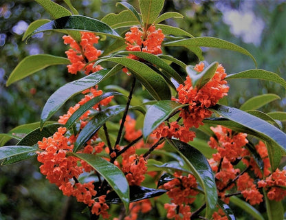 Live Plant - Red Flowering Fragrant Tea Olive (Osmanthus) - Starter Plant