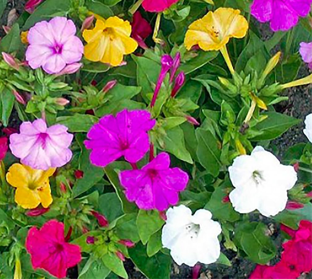80 Mixed Four O'Clock Seeds - Tender Perennial that Reseeds Easily