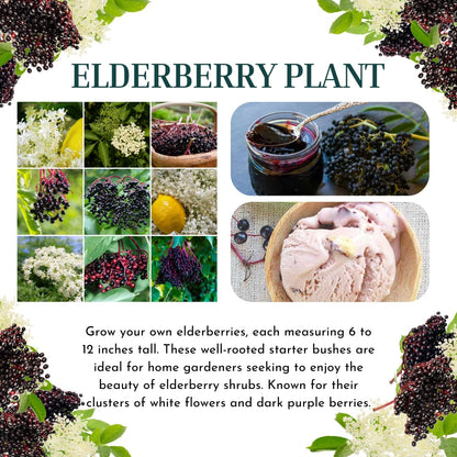 Black Elderberry Bush, Elderberries Plant Live for Planting, 6 to 12 Inch Tall, Fruit Tree Live Plant