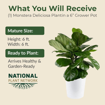 6 in. Swiss Cheese Plant Monstera Plant - Monstera Live Plant W/Large Glossy Split Leaves - Part Shade Monstera Houseplant for Office, Living Rooms, or Bedrooms & More (Includes Grower Pot)