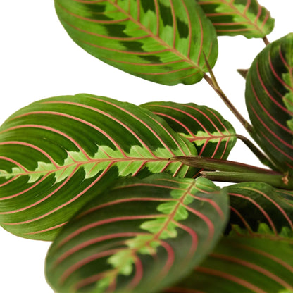 Maranta Red Prayer | Live Plant for Indoor & Outdoor | for Living Room, Office, Bathroom | (3" Pot)