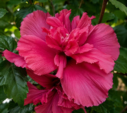 5 Red Lucy Hibiscus Rose of Sharon Trees - 10-18" Tall Live Plants - Althea Flowering Shrubs/Bushes - Hibiscus syriacus 'Lucy' - (5 Pack)