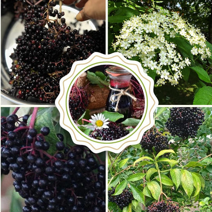 2 Black Elderberry Plants Live for Planting 6 to 12 Inch Tall, American Elderberry Trees Live Plants, Sweet Elderberries Fruit