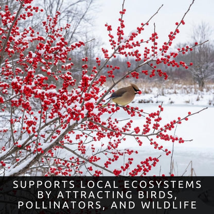 3 Winterberry Holly Plants for Growing (Ilex verticillata) Live Shrubs | Brilliant Red Winter Berries | Native Deciduous Holly for Landscaping & Wildlife (3 Plants)