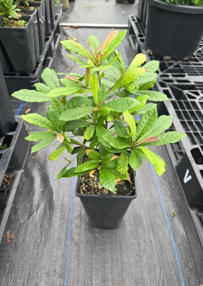 Miracle Fruit Live Fruit Tree(synsepalum Dulcificum) (8in to 12in”) Magic Berry Plant