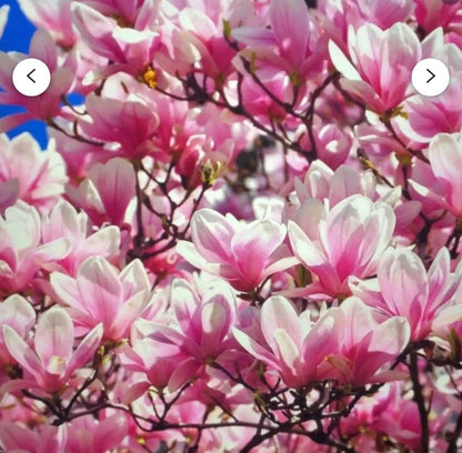 Live Plant - Magnolia Hybrid Tree-18-28 Inches TallHardy in Zones 4-9