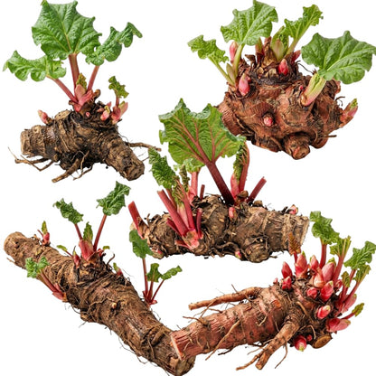 5 XL Size Rhubarb Roots for Planting, High Yield Rhubarb Plants Live, Large Crowns Cold Hardy, Zones 2-8