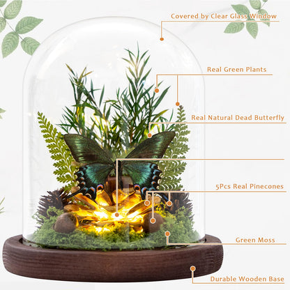 Glass Taxidermy Butterfly Shadow Box Shelf Decor, Nature Gifts for Women Girls, Light Up Butterfly Table Decor for Office Living Room Kitchen Entryway Bookshelf Desk (Not Include Battery)