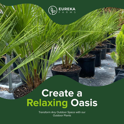 European Fan Palm Tree Multi - Chamaerops Humilis, Cold Hardy Mediterranean Palm, Drought-Tolerant Ornamental Plant for Patios, Gardens, and Landscapes (2gal Pot, 1-2ft)