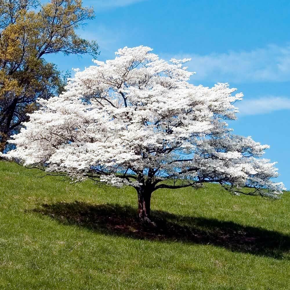 Live Plant - White Flowering Dogwood Tree - Live Potted Plant - Quart Pot - Cornus Florida