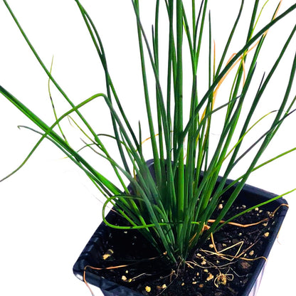 Smoke Camp Crafts Organic Chives Plant, (Allium schoenoprasum) 2.5-inch Pot - Kitchen Garden Herbs Live Plant