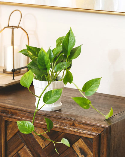 Golden Pothos (4" Grower Pot) - Trailing Easy to Grow Houseplant - Best Air-Purifying Houseplant for Home and Office Decoration