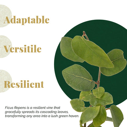 6 Creeping Fig, Live Plants – Ficus Repens – Fast-Growing & Versatile Climbing Vine in 2.5” Nursery Cubes – Perfect for Living Walls, Topiaries, Ground Cover & Indoor/Outdoor Decor
