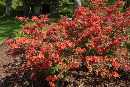Live Plant - Azalea Rhododendronwell Rooted Starter Plant