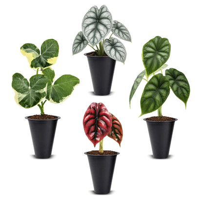 Alocasia Plant Collection (4 Pack) -Cuprea, Mickey Mouse, Silver Dragon, Dragon Scale- Rare Indoor Houseplants, Exotic Elephant Ear Plants Live, Live Starter Plants.
