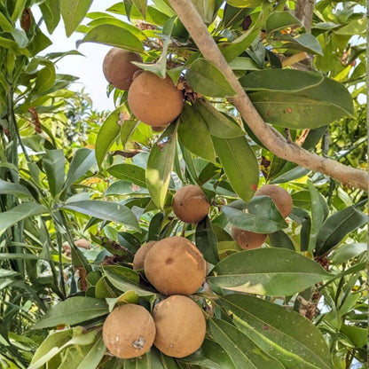 Live Sapodilla Plant 2-3 Feet in 3 Gallon Pot, Sapote Plant Live, Tropical Fruit Tree for Outdoor Garden, No Ship to CA