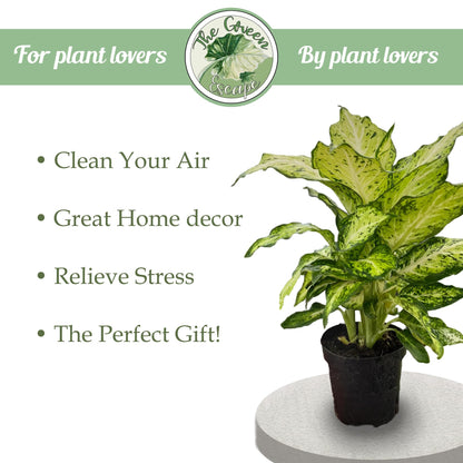Generic Florida Special Pineapple Starter Plant, Natural
