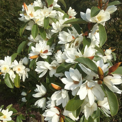 Live Plant - Michelia doltsopa Magnolia TreeWhite Fragrant Blooms! Well Rooted